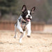 PUPPIA JUNIOR VEST DOG HARNESS