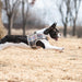 PUPPIA JUNIOR VEST DOG HARNESS
