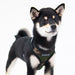PUPPIA SUPERIOR DOG HARNESS A