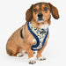 PUPPIA HUXLEY DOG HARNESS A