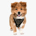 PUPPIA JACE DOG HARNESS A