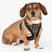 PUPPIA JACE DOG HARNESS A