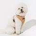 PUPPIA DOUGLAS DOG HARNESS A
