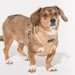 PUPPIA DOUGLAS DOG HARNESS A