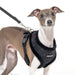 PUPPIA DOUGLAS DOG HARNESS A