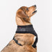 PUPPIA DOUGLAS DOG HARNESS A