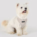 PUPPIA IRVIN DOG HARNESS A
