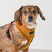 PUPPIA IRVIN DOG HARNESS A