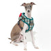 PUPPIA FESTIVE DOG HARNESS A