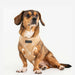 PUPPIA CORWIN DOG HARNESS