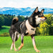 PUPPIA AMATUS DOG HARNESS