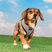 PUPPIA AMATUS DOG HARNESS