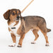 PUPPIA PAWPRINT DOG HARNESS