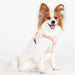 PUPPIA PAWPRINT DOG HARNESS