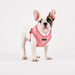 PUPPIA STELLAR DOG HARNESS A