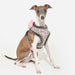 PINKAHOLIC TAILSY DOG HARNESS
