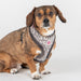 PINKAHOLIC TAILSY DOG HARNESS