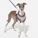 PINKAHOLIC TAILSY DOG HARNESS