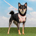 PINKAHOLIC AMARA VEST DOG HARNESS