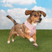 PINKAHOLIC AMARA VEST DOG HARNESS