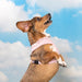 PINKAHOLIC AMARA VEST DOG HARNESS