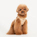 PUPPIA AMATUS VEST DOG HARNESS
