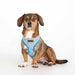 PUPPIA WESTLEY DOG HARNESS