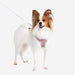 PUPPIA WESTLEY DOG HARNESS