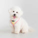 PUPPIA NOLA DOG HARNESS