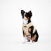 PUPPIA STELLAR DOG HARNESS B