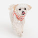 PINKAHOLIC LILIBETH VEST DOG HARNESS
