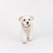PINKAHOLIC ITZEL VEST DOG HARNESS