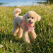 PINKAHOLIC TRIXIE VEST DOG HARNESS