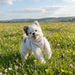 PINKAHOLIC TRIXIE VEST DOG HARNESS