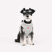 PINKAHOLIC AURIA DOG HARNESS