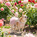 PINKAHOLIC IONE DRESS DOG HARNESS