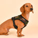 PUPPIA SOFT DOG HARNESS E