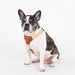 FLEX MOTION DOG HARNESS