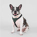 FLEX MOTION DOG HARNESS