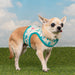 PINKAHOLIC AMABEL VEST DOG HARNESS