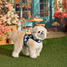 PINKAHOLIC SOLENE PINKA VEST DOG HARNES