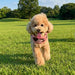 PINKAHOLIC SOLENE PINKA VEST DOG HARNES