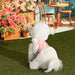 PINKAHOLIC TRIXIE PINKA VEST DOG HARNES