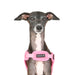 PUPPIA SOFT ACTIVE DOG HARNESS