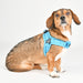 PUPPIA SOFT ACTIVE DOG HARNESS