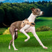 PUPPIA CORWIN ACTIVE DOG HARNESS