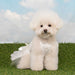 PINKAHOLIC OTELIA DOG DRESS/SHIRT