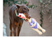 CHARMING PET SQUAWKERS HENRIETTA DOG TOY