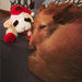 Multipet Holiday Lamb Chop w/ Santa Hat Assorted 10.5"