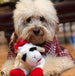 Multipet Holiday Lamb Chop w/ Santa Hat Assorted 10.5"